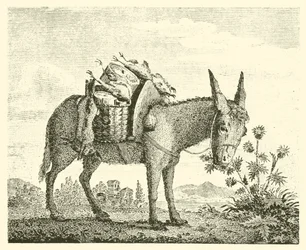 De ezel die distels eet