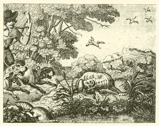De opgejaagde bever (gravure)