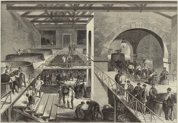 De wijnoogst van Medoc