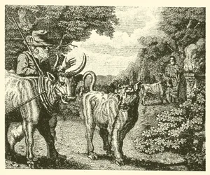 Het baldadige kalf (gravure)
