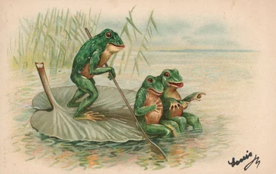 Drie kikkers varen op een waterlelieblad