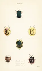 Schildpadkevers: Omocerus bicornis 1, Cassida scalaris 2, Cassida micans 3, Cassida echinata 4, Cassida perforata 5, en Cassida luctuosa 6