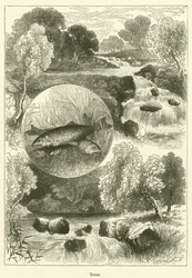Forel (gravure)