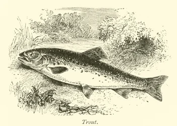 Forel