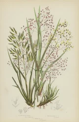 Polig Haargras, Gladde Alpen Haargras, Golvend Haargras