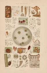 Onder de microscoop: Schimmels, Algen, Korstmossen, enz.