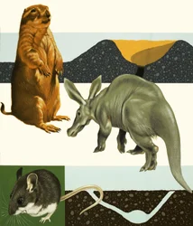 Ongeïdentificeerde dieren montage inclusief prairiehond en aardvarken