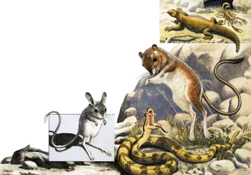 Ongeïdentificeerde dierenmontage met jerboa, slang en schorpioen