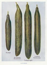 Gids voor Groentetelers: Komkommers (kleur litho)