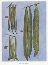 Gids voor Groentetelers: Franse Bonen (kleur litho)
