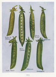 Gids voor Groentetelers: Erwten (kleur litho)
