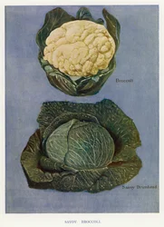 Gids voor Groentetelers: Savooiekool, Broccoli (kleur litho)