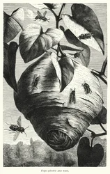 Vespa sylvestris en nest