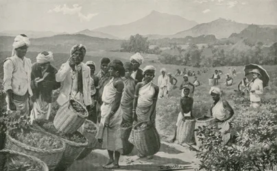 Uitzicht op een theetuin in Ceylon