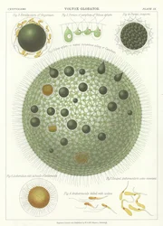 Volvox Globator