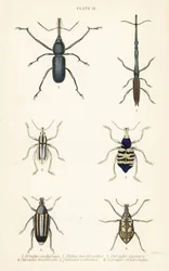 Snuitkevers: Brentus ancharago 1, Rhina barbirostris 2, Curculio cuviera 3, Eupholus geoffroyi 4, Larinus ursus 5 en Curculio sphacelatus 6