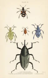 Snuitkevers en kevers: Curculio latreillii 1, Curculio sexdecempunctatus 2, Trichaptus mutillarius 3, Pissodes castaneus 4 en Calandra heros 5