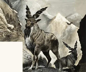 Wild Leven in Gevaar: Is Het Te Laat