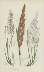 Hout Kleine Riet, Paarsbloemige Kleine Riet, Smalle Kleine Riet