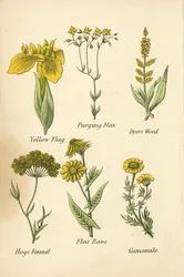 Gele Lis, Zuiverende Vlas, Verfplant, Varkensvenkel, Vlooienkruid, Kamille