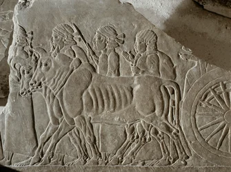 Assyrische soldaten met ossenkar die Elamitische krijgsgevangenen naar ballingschap brengen na de slag bij Til Tuba ...
