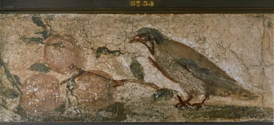 Vogel en vruchten uit Pompeii, Italië (muurschildering)