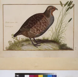 Volledige pagina: dierenstudie, ca.1650-75 (tempera op perkament)