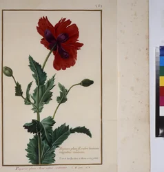 Volledige pagina: plantenstudie, ca. 1650-75