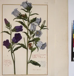 Volledige pagina: plantenstudie, ca. 1650-75