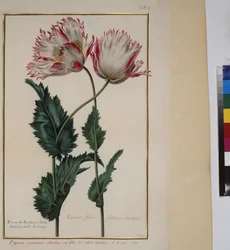 Volledige pagina: plantenstudie, ca. 1650-75
