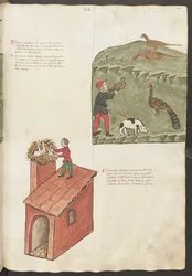 Volledige pagina: tekst en miniaturen: " Fasani " - " Pavone " (miniatuur)