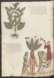 Volledige pagina: tekst en miniaturen: " Mercurela " (miniatuur)