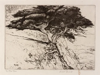 De waaierboom