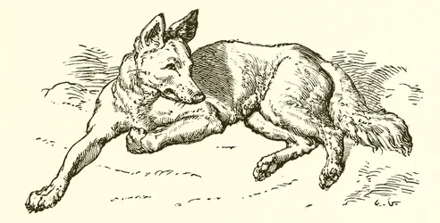 De Wolf in Schaapskleren