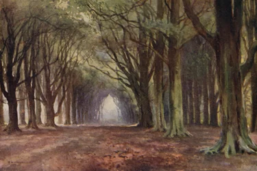 De Beukenlaan, Thoresby