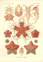 Asteridea - Zeester, Pl.40 uit 