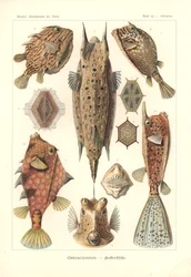 Ostracion - teleosten, Pl.42 uit 