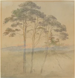 Pijnbomen in een ochtendmist