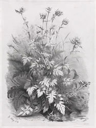 Groepen van verschillende planten getekend naar de natuur: nr. 7