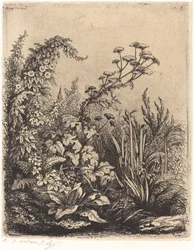 De kleine berle met haagwinde, gepubliceerd 1849