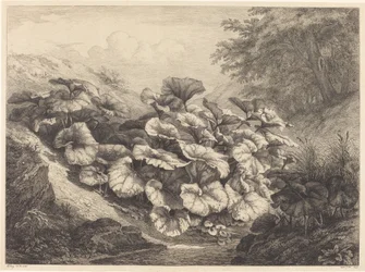 Grote hoefblad