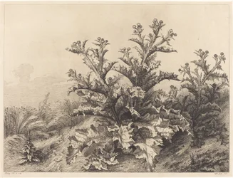 Grote Distel