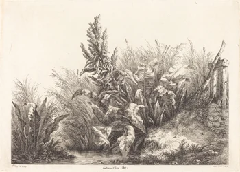 Geduldskruid, studie