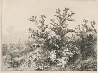 De Grote Distel