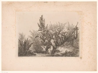 Waterzuring en riet aan de oever