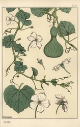 Botanische illustratie van de kalebas
