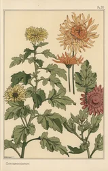 Chrysant botanische studie