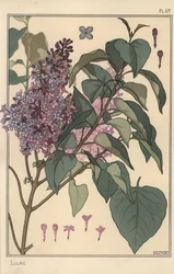 Botanische studie van sering