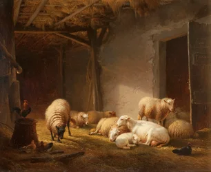 Een zonovergoten schuur met ooien, lammeren en kippen