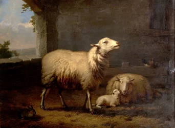 Schapen, 1876